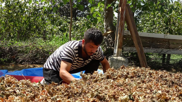 Ordu'da fındıkta patoz mesaisi başladı! Saatlik ücreti duyan inanamadı - Resim : 2
