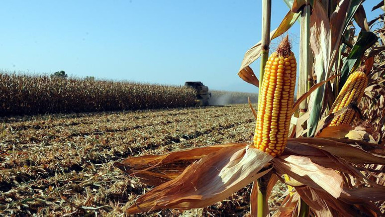Üreticiler mısır taban fiyatını yetersiz buldu - Resim : 1