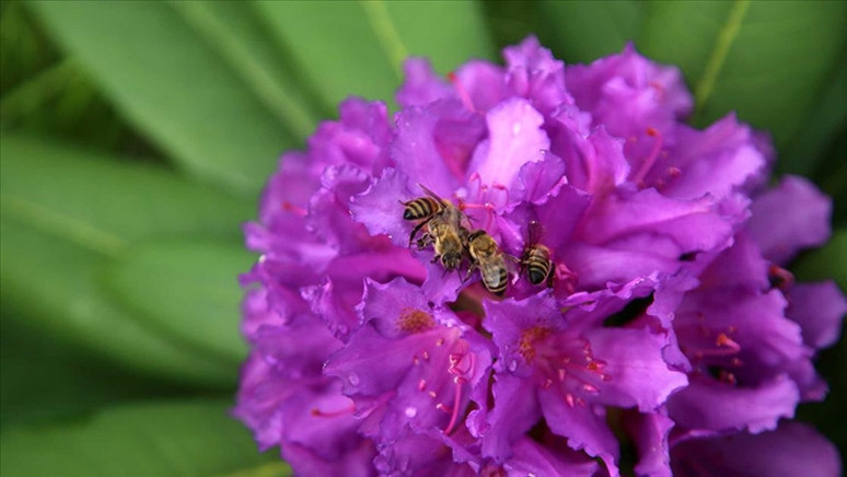 Bal zehirlenmesi - Resim : 2