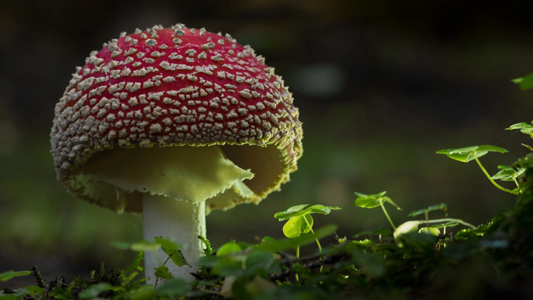 MasterChef’te adı ilk defa duyuldu! Herkes merak ediyor: Padişah mantarı nedir, nasıl tüketilir? - Resim : 1