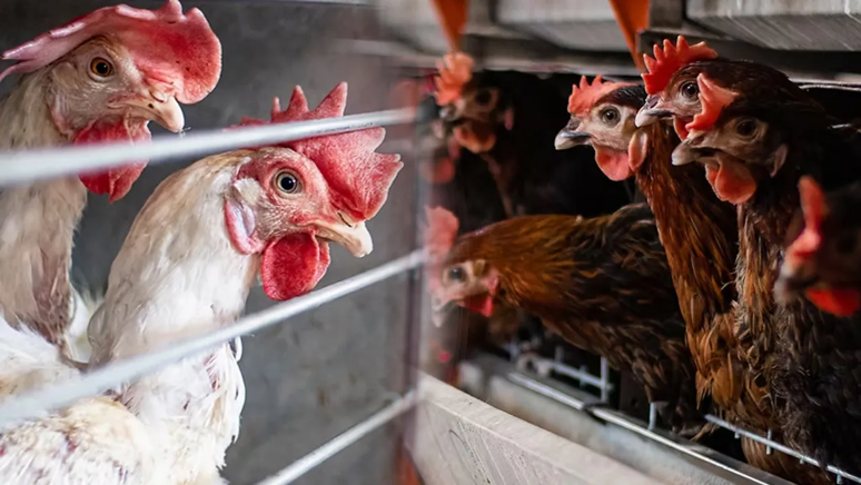 İflasların ardı arkası kesilmiyor! Sektör devi konkordato ilan etti - Resim : 1