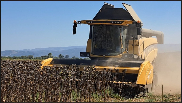 Söke’de ayçiçeği üreticinin yüzünü güldürdü - Resim : 1