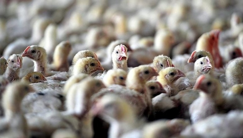 İlk kez bir insana bulaştı: Ölümcül olabilir! O belirtilerle ortaya çıktı - Resim : 2