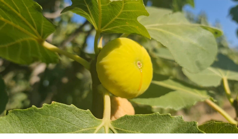 33 günde 90 bin TL kazandırıyor! İzmir'de işçilere rekor maaş - Resim : 2