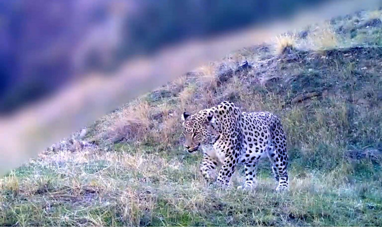 Nesli 'en' tehlikede kategorisindeki Anadolu Parsı: 1000 yıllık hikayenin vücut bulmuş hali - Resim : 1