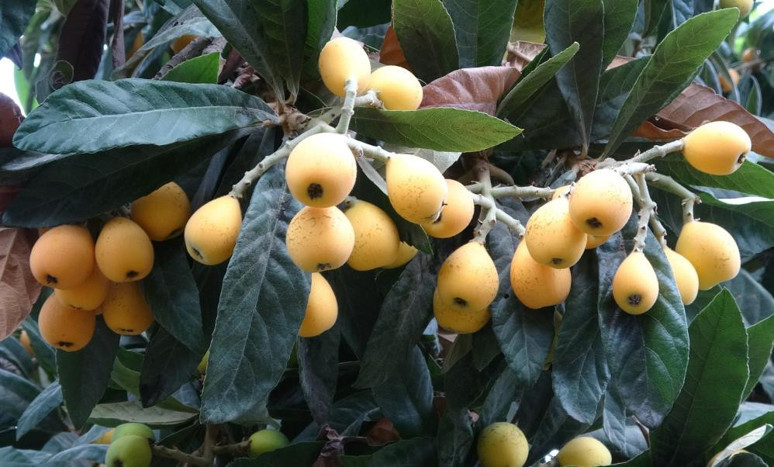 Türkiye'de en çok Mersin'de üretilip Dubai ve Irak'a gönderiliyor! 50 liradan satılıyor - Resim : 1