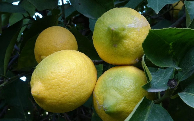 Limon fiyatları indi! Limon fiyatları neden düştü? 1 Kg Limon kaç TL? İşte Bim'de limon fiyatı - Resim : 1