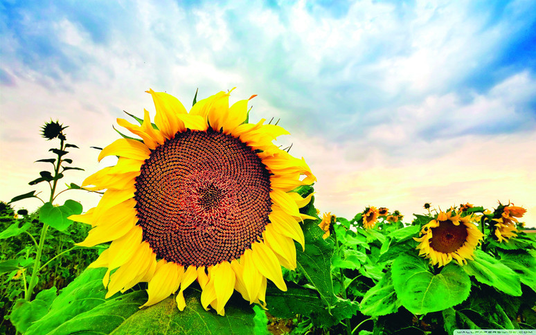 Yerli malı yurdun malı mazide kalmamalı - Resim : 4