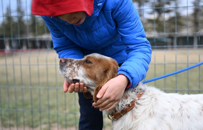 Ankara'da köpekler için 'Irk Standartları Kayıt Etkinliği' düzenlendi - Resim : 1