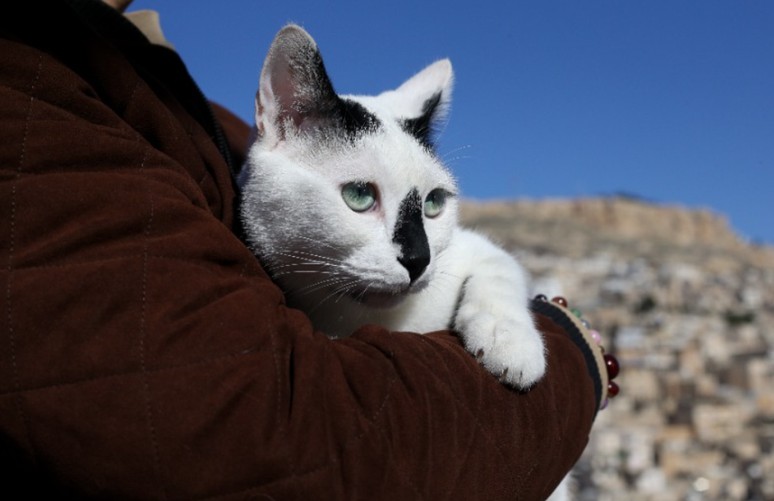 Enkazdan çıkararak sahiplendiği kedi yoldaşı oldu - Resim : 1