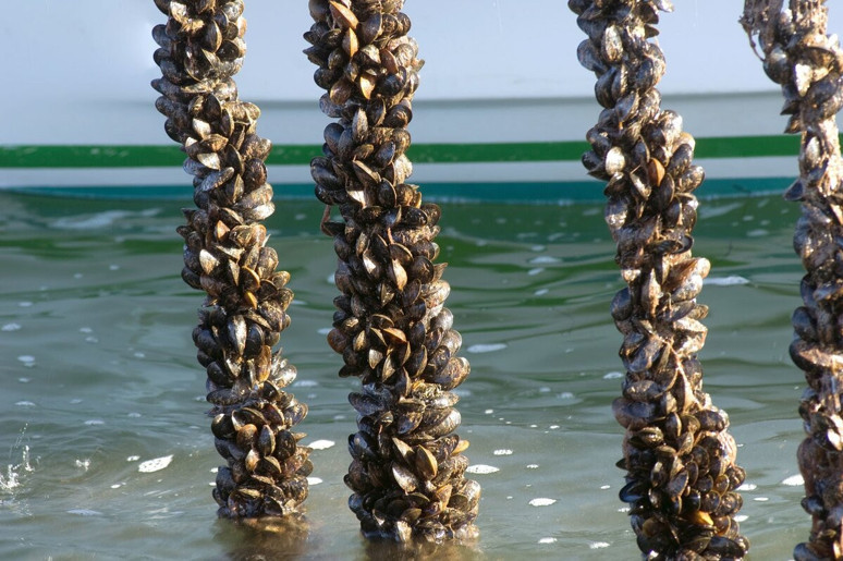 Tekirdağlı balıkçılardan fiyat düşüren firmalara uyarı - Resim : 1
