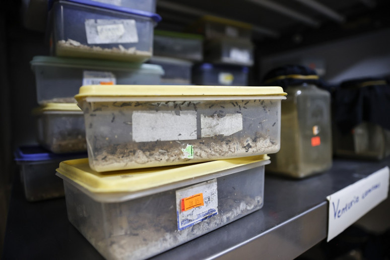 Tarım ilacının yerine iki alternatif yöntem: Biyolojik mücadele kültürel önlemler - Resim : 2