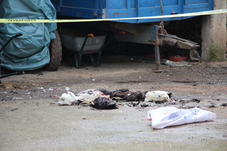 İki tane horoz için tüfekle dehşet saçtı! 7 tavuğu vurdu, dayısının evini kurşunladı... - Resim : 1