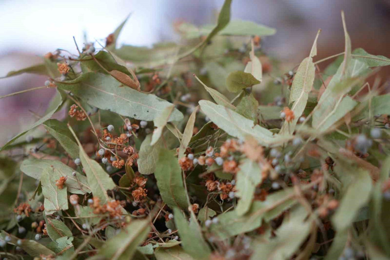 SAMSUN'DA KİLOSU 2500 TL OLDU