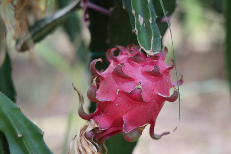 Adana'nın Çukurova ilçesinde yetiştiriliyor! Avrupa ve Orta Doğu'ya ihraç edilecek! Ekonomiye büyük katkı sağlaması bekleniyor - Resim : 1