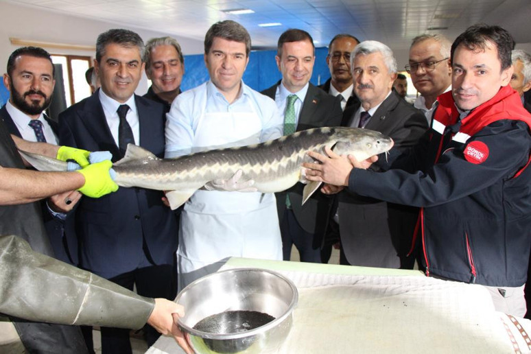 Amasya'da üretilip kilosu 2500 dolardan satılıyor! Nesli tehlike altında - Resim : 3