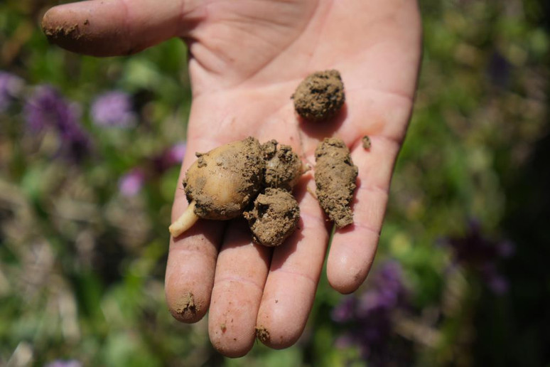 1 dönümden 2,5 milyon TL gelir elde ediliyor! - Resim : 1