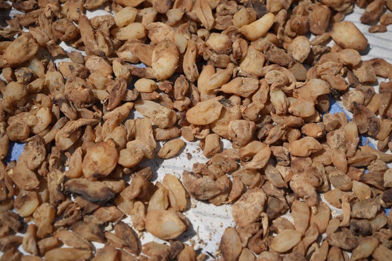 1 dönümden 2,5 milyon TL gelir elde ediliyor! - Resim : 2