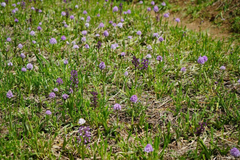 1 dönümden 2,5 milyon TL gelir elde ediliyor! - Resim : 3