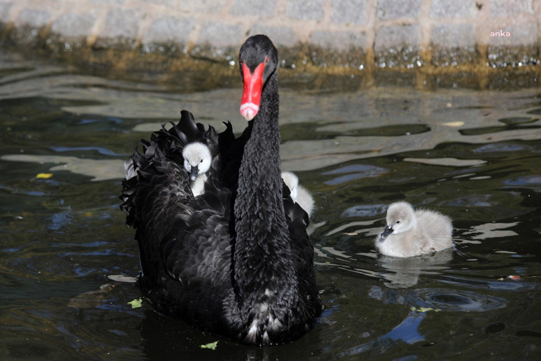 Ankara’nın simgelerinden biri