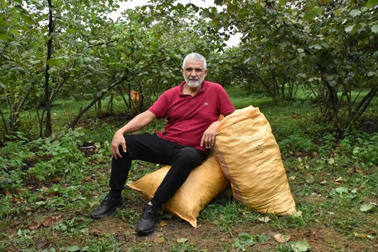 Üretici fındığı emanete bırakmadı fiyatlar yükseldi - Resim : 1