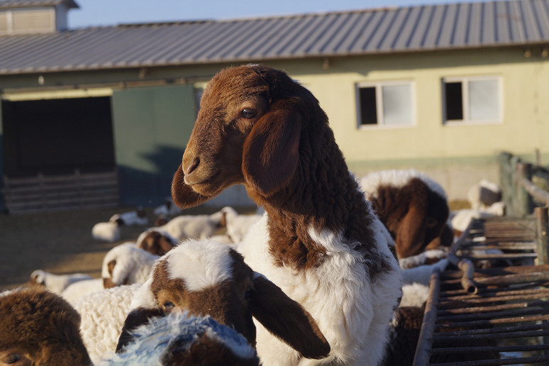 Ezine peynirinin tadı kaçmasın - Resim : 1