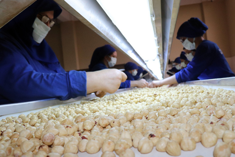 Fındıkta 2,5 milyar dolar ihracat geliri bekleniyor - Resim : 1