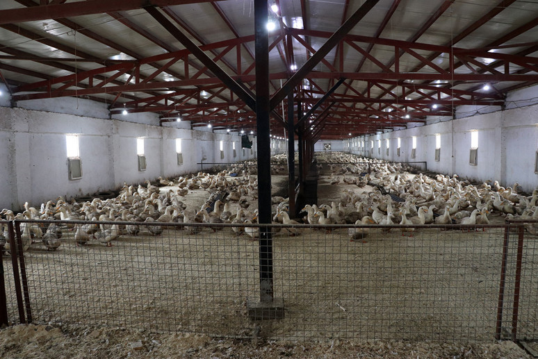 Fransa'da eğitim aldı Kütahya'da uyguladı! Mısırlı girişimci paraya para demiyor - Resim : 1