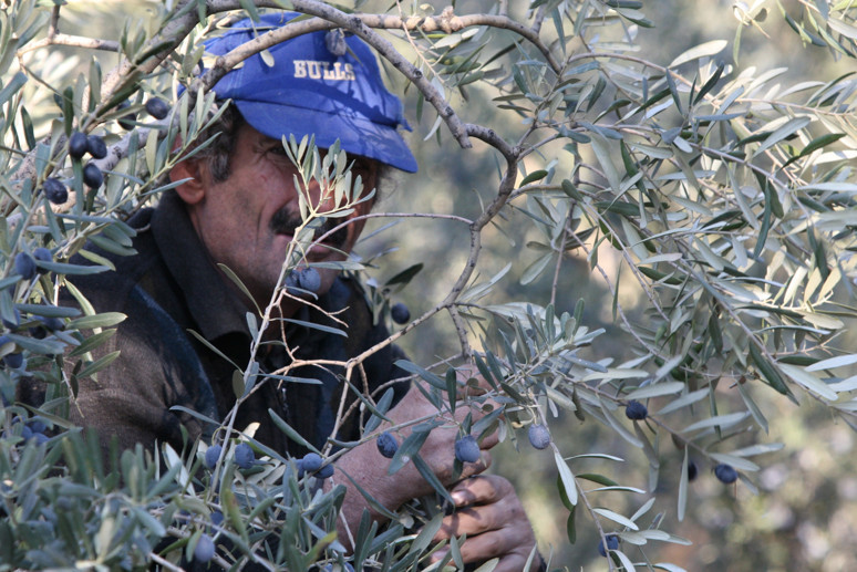Zeytinyağı almak için son fırsat! ‘Yok yılı’ öncesi zeytinyağı fiyatları ne kadar? - Resim : 1