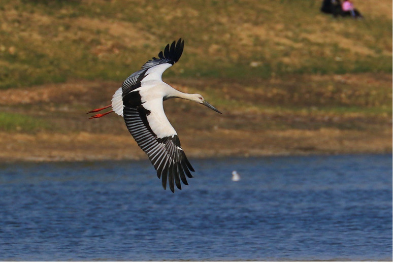 Çin Sanatını Şekillendiren Doğal Miras - Resim : 2