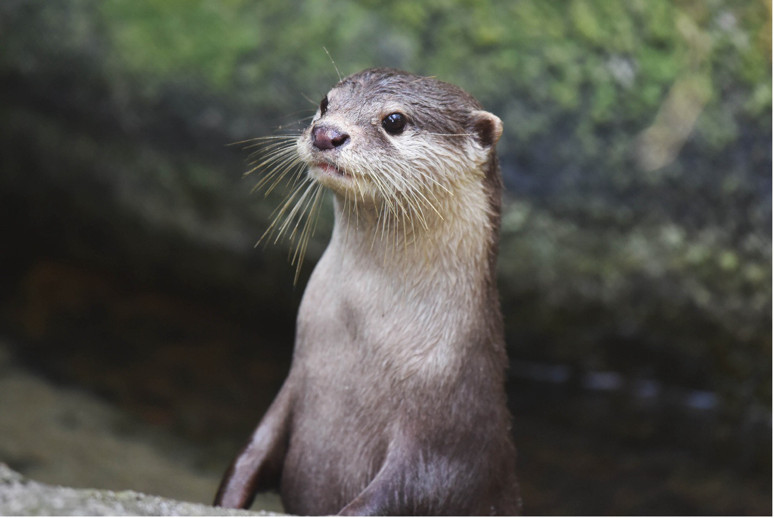 Çin Sanatını Şekillendiren Doğal Miras - Resim : 6