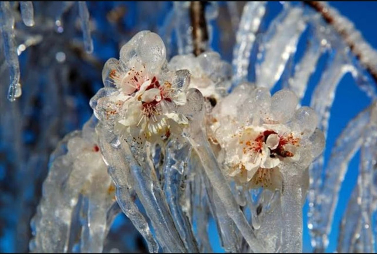 Üreticiler meyve ağaçlarını ‘don’dan korumak için nöbette! - Resim : 3
