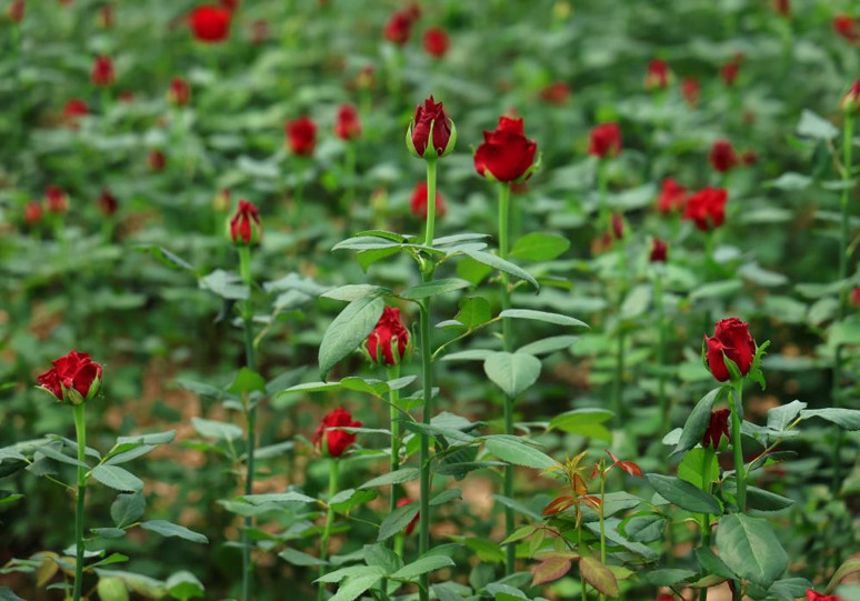 Adana'da 5 liradan satılıyor! - Resim : 2