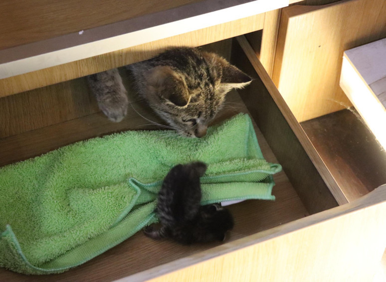 Esnaf, masa çekmecesinde doğum yapan kedi ve yavrusuna sahip çıktı - Resim : 1