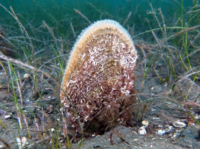 Müsilaj ile mücadelede yeni adım! Bakan Murat Kurum açıkladı - Resim : 1