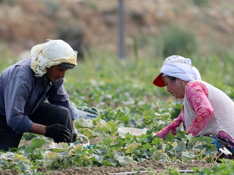 Kuraklık hububatı vurdu! Buğdayda yüzde 40 kayıp