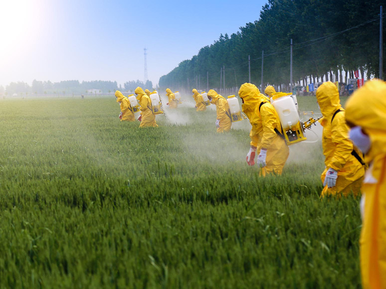 Pestisit anne karnında beyne zarar veriyor - Resim : 1