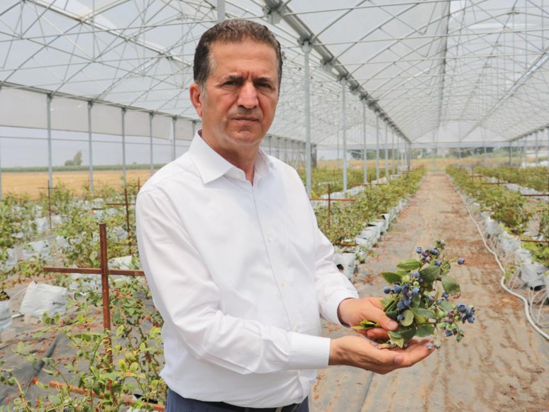 Adana'nın Çukurova ilçesinde yetiştiriliyor! Avrupa ve Orta Doğu'ya ihraç edilecek! Ekonomiye büyük katkı sağlaması bekleniyor - Resim : 2