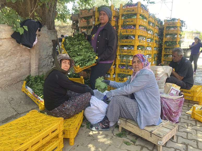 Manisa, dünyanın önde gelen üretim merkezi oldu! Temmuz ayının sonuna kadar sürecek - Resim : 1