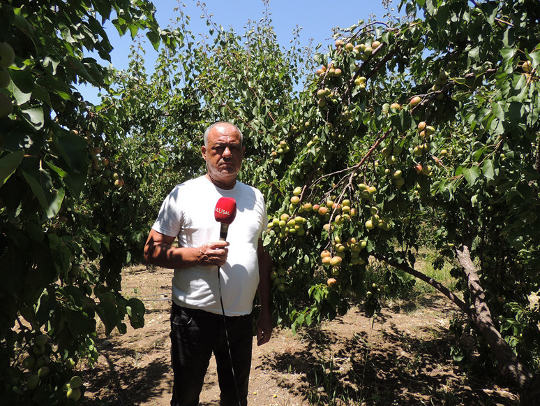 Arsuzlu kayısı üreticilerinin yüzü gülüyor - Resim : 2
