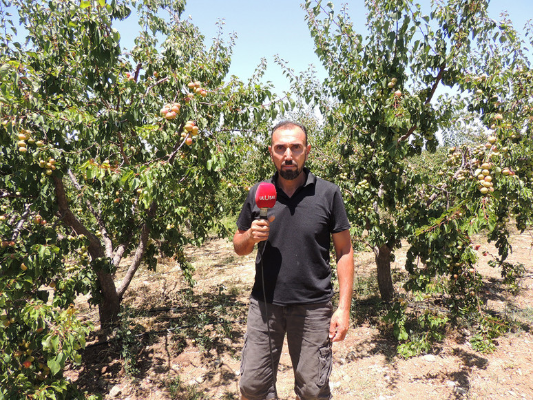 Arsuzlu kayısı üreticilerinin yüzü gülüyor - Resim : 3