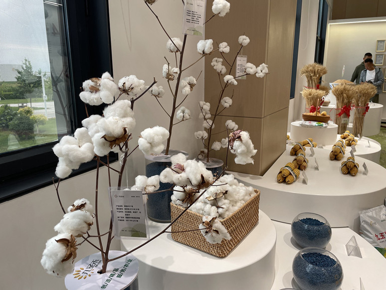 Turfan’a doğru - Resim : 2