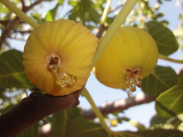 250 liradan satılıyor