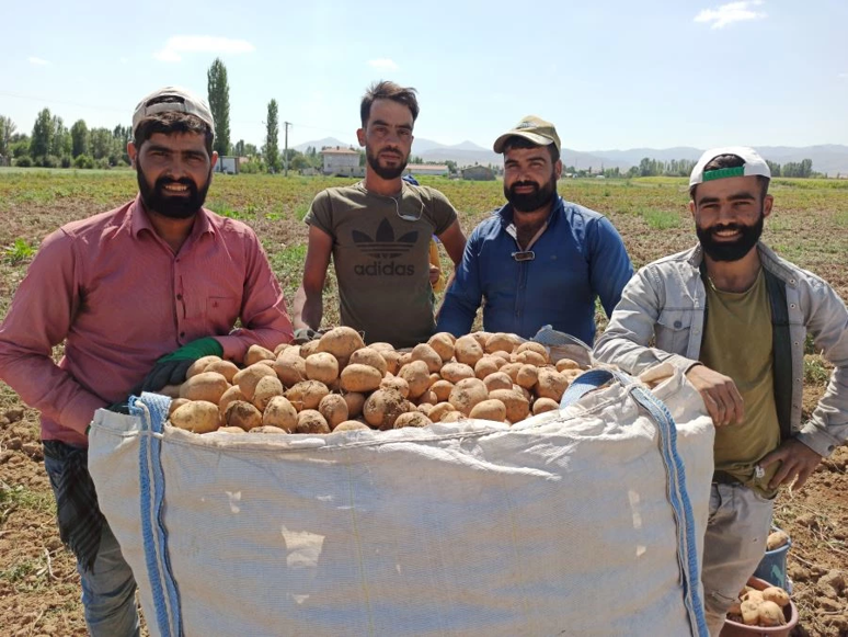 Patates tarlada kalmasın - Resim : 2