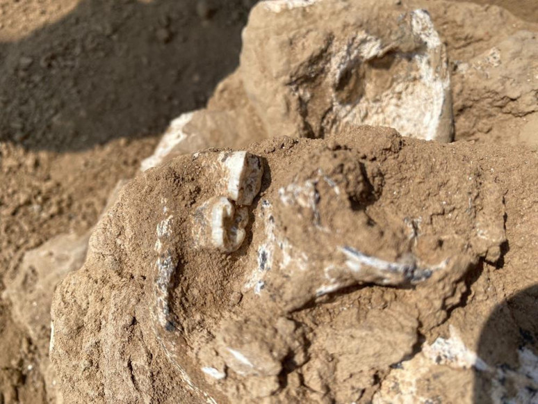 Gürcistan'da bulundu! Tam 1,8 milyon yıllık - Resim : 1