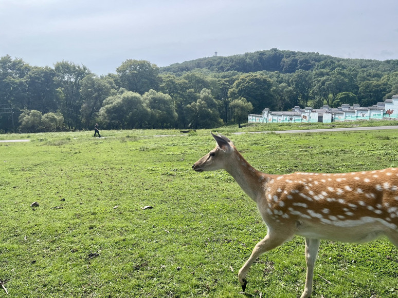 Pingshan Kraliyet Geyik Çiftliği: Harbin’in Doğa ve Tarih Merkezli Turistik Alanı - Resim : 1
