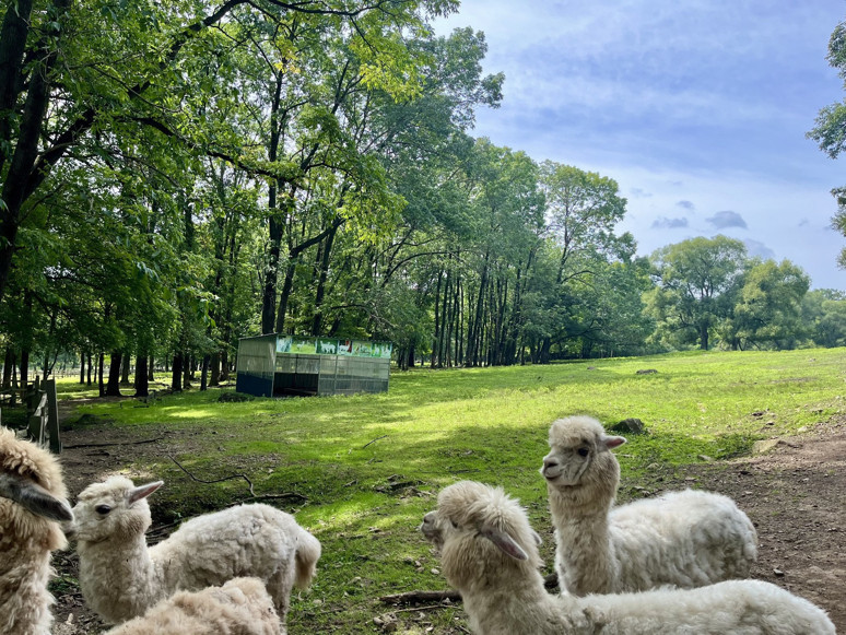 Pingshan Kraliyet Geyik Çiftliği: Harbin’in Doğa ve Tarih Merkezli Turistik Alanı - Resim : 4
