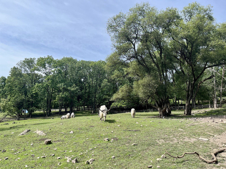Pingshan Kraliyet Geyik Çiftliği: Harbin’in Doğa ve Tarih Merkezli Turistik Alanı - Resim : 2