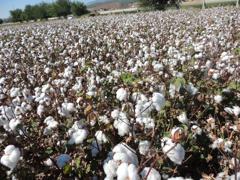 Amik Ovası’nda pamukçu 40 lira taban fiyatı istiyor - Resim : 2