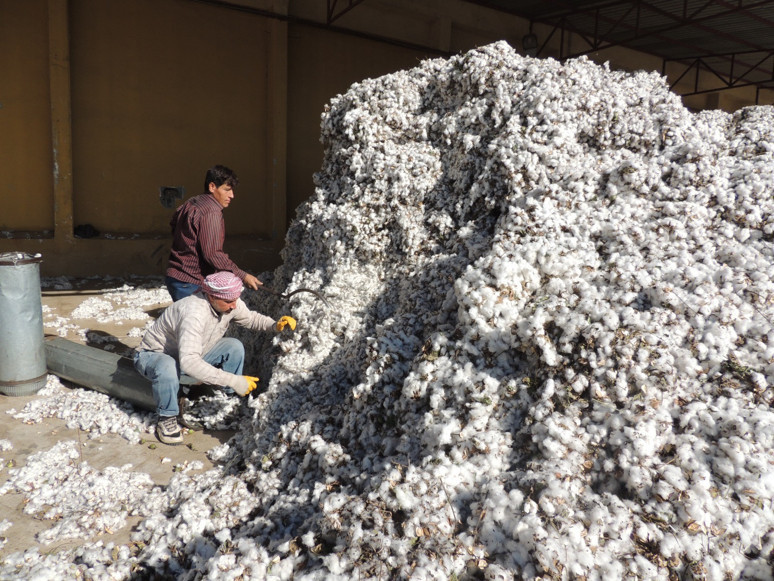 Amik Ovası’nda pamukçu 40 lira taban fiyatı istiyor - Resim : 3